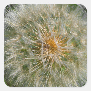 Dandelion-Blume Quadratischer Aufkleber