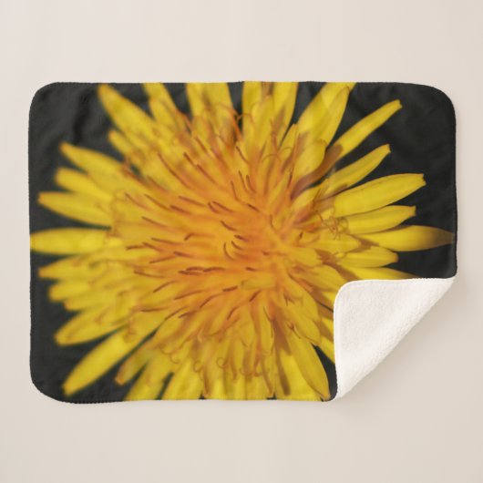Dandelion Blume sbcna Sherpadecke (Vorderseite (Horizontal))
