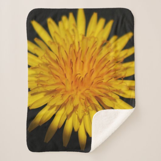Dandelion Blume sbcnm Sherpadecke (Vorderseite)