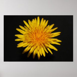 Dandelion Blume wapcn Poster