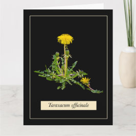 Dandelion botanical karte
