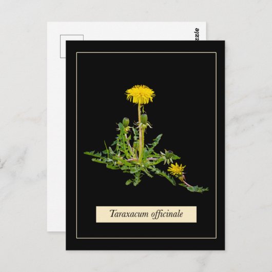 Dandelion botanical postkarte (Vorne/Hinten)