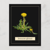 Dandelion botanical postkarte (Vorderseite)