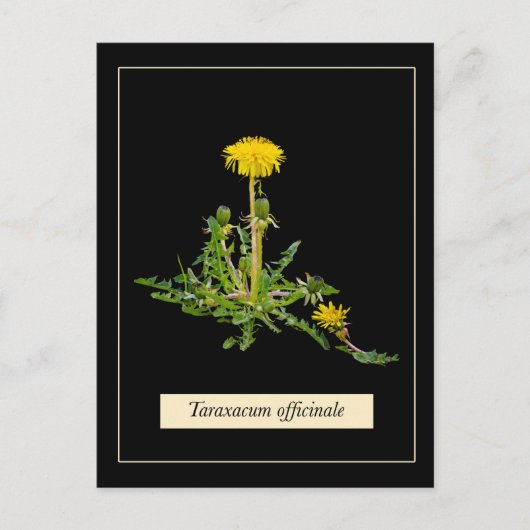 Dandelion botanical postkarte (Vorderseite)