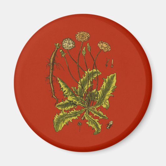 Dandelion Botanische Illustration Magnet (Vorne)