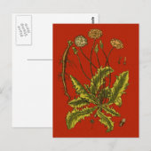 Dandelion Botanische Illustration Postkarte (Vorne/Hinten)