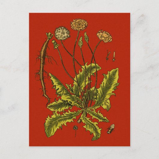 Dandelion Botanische Illustration Postkarte (Vorderseite)