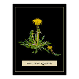 Dandelion botanisches Glossy Poster