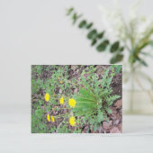 Dandelion Bundle Postkarte (Stehend Vorderseite)