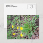 Dandelion Bundle Postkarte (Vorne/Hinten)