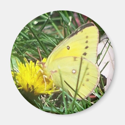 Dandelion Butterfly Magnet (Vorne)