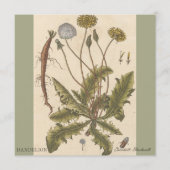 Dandelion by Elizabeth Blackwell (Vorderseite)