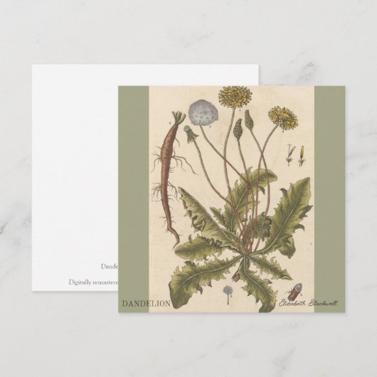 Dandelion by Elizabeth Blackwell (Vorne/Hinten)