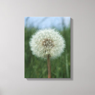 Dandelion Canvas Print Leinwanddruck