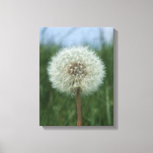 Dandelion Canvas Print Leinwanddruck (Vorderseite)