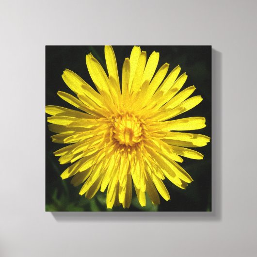 Dandelion Canvas Print Leinwanddruck (Vorderseite)