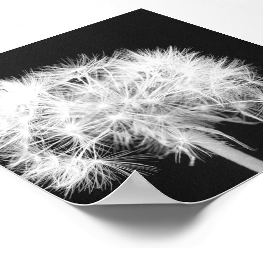 Dandelion Canvas Print Poster (Ecke)