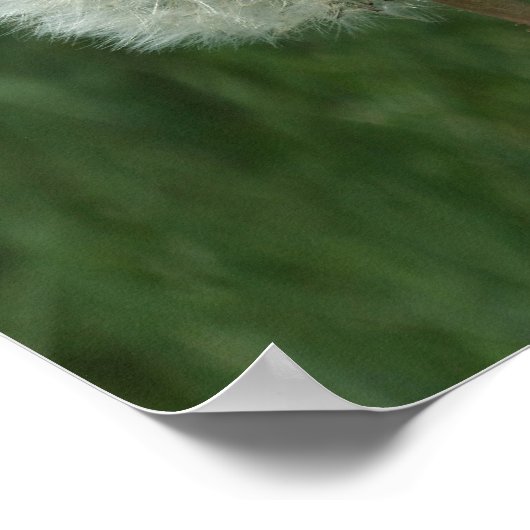 Dandelion Clock Poster (Ecke)