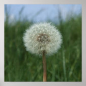 Dandelion Clock Poster (Vorne)