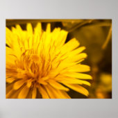 Dandelion Closeness Poster (Vorne)