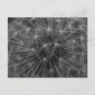 Dandelion Constellation Postkarte