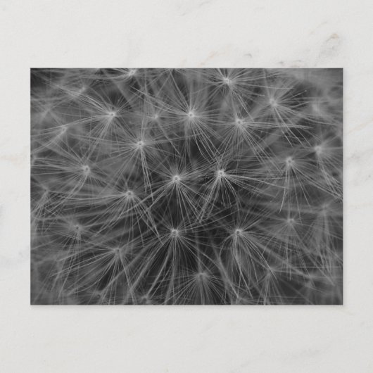 Dandelion Constellation Postkarte (Vorderseite)