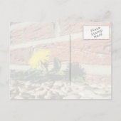 Dandelion, der durch Landscaping Rock wächst Postkarte (Rückseite)