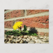 Dandelion, der durch Landscaping Rock wächst Postkarte (Vorderseite)