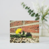 Dandelion, der durch Landscaping Rock wächst Postkarte (Stehend Vorderseite)