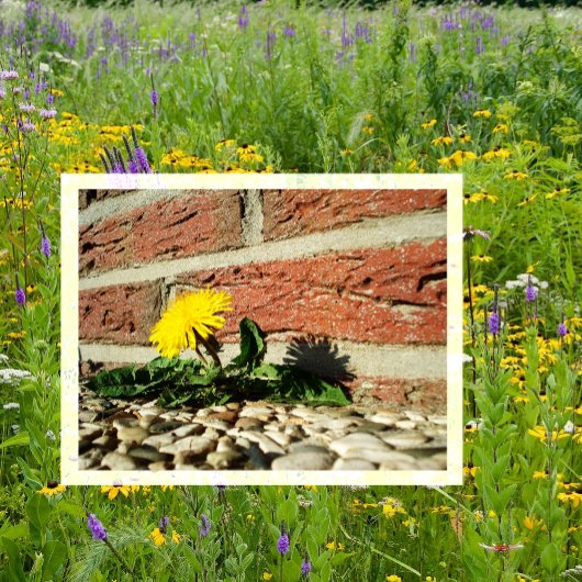 Dandelion, der durch Landscaping Rock wächst Postkarte