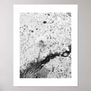 Dandelion Dreams Black and White Fotograf Poster