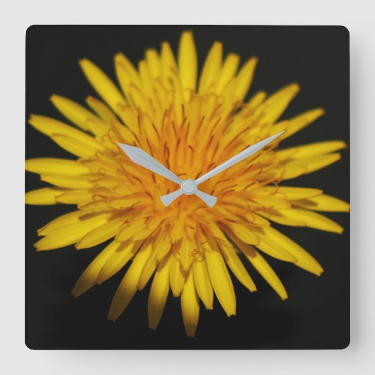 Dandelion Flower Wall Clock Quadratische Wanduhr (Vorderseite)