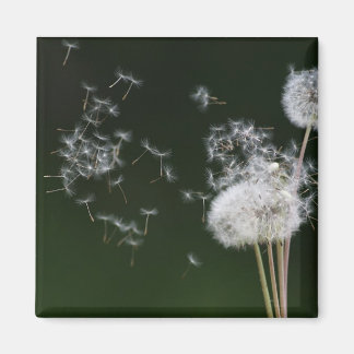 Dandelion Fluff Magnet