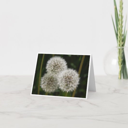 Dandelion Fluff Trio B Note Card Dankeskarte (Vorderseite)