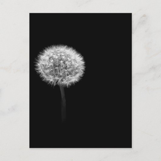Dandelion Head Postkarte (Vorderseite)