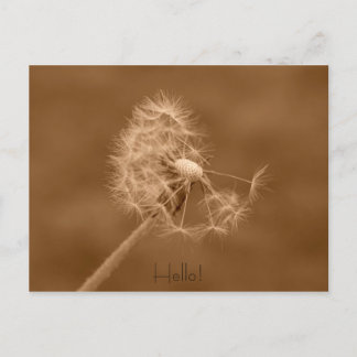 Dandelion Hello Postcard Postkarte