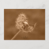 Dandelion Hello Postcard Postkarte (Vorderseite)