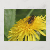 Dandelion & Insect DIY Postkarte (Vorderseite)