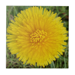 Dandelion Kleine (4,25" x 4,25") Keramik Foto Tile Fliese