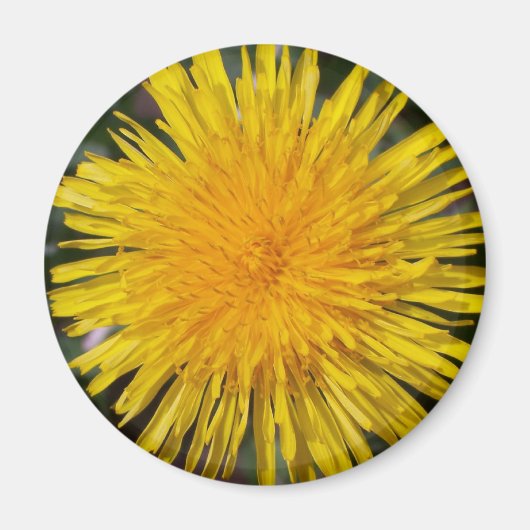 Dandelion Kühlschrankmagnet (Vorne)