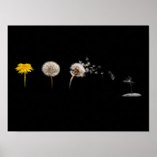 Dandelion Life Cycle Poster/Print Poster