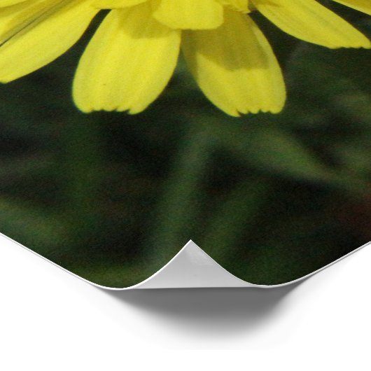 Dandelion Macro Picture Poster (Ecke)