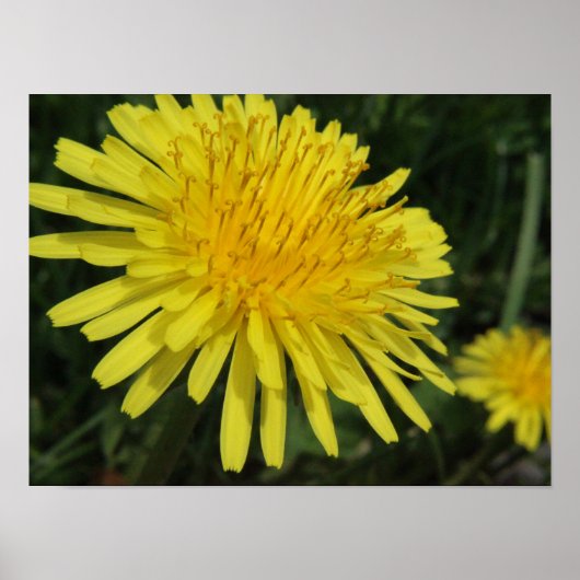 Dandelion Macro Picture Poster (Vorne)