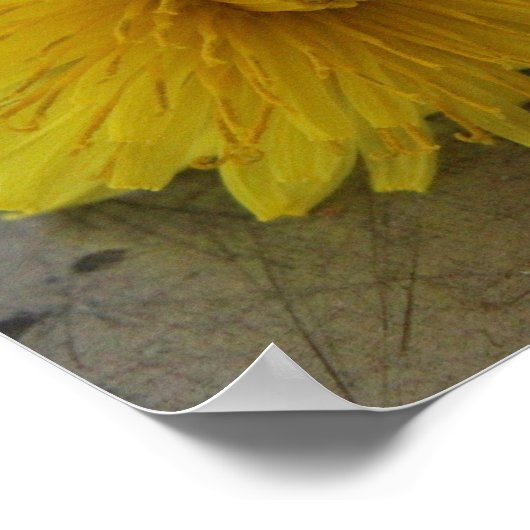 Dandelion Macro Shot Poster (Ecke)