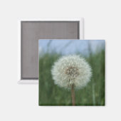 Dandelion Magnet (Vorderseite/Rückseite)