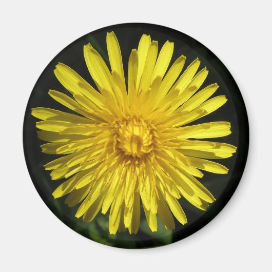 Dandelion Magnet (Vorne)