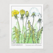 Dandelion Materia Medica Kräuterstudie Pflanze Car Postkarte (Vorderseite)