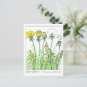 Dandelion Materia Medica Kräuterstudie Pflanze Car Postkarte (Stehend Vorderseite)