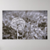 Dandelion - Noir, Poster (Vorne)