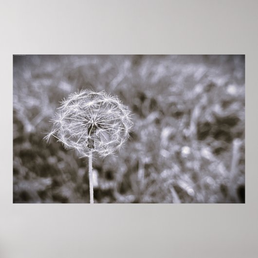 Dandelion - Noir, Poster (Vorne)